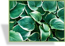 Funkie, Duftfunkie, Hosta hybride 'So Sweet'