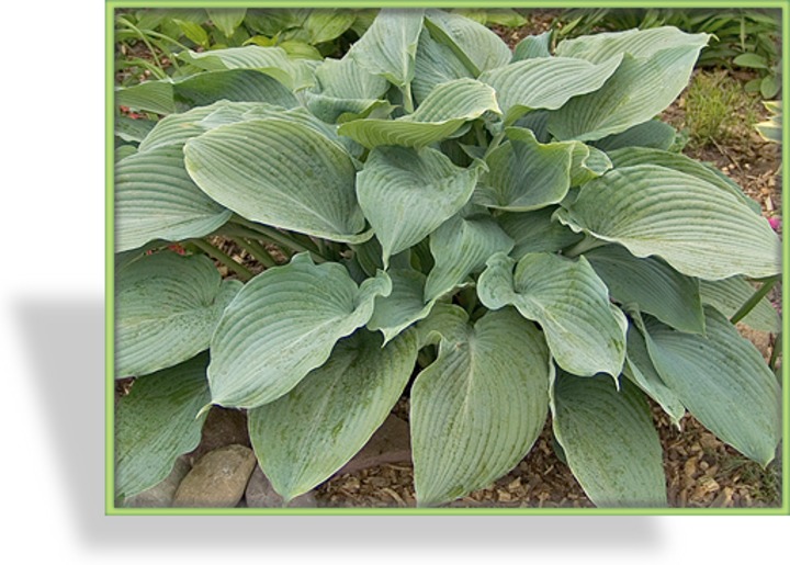 Funkie, Blaublattfunkie, Hosta sieboldiana 'Blue Angel'