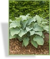 Funkie, Blaublattfunkie, Hosta hybride 'Krossa Regal'