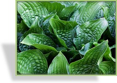 Funkie, Blaublattfunkie, Hosta hybride 'Big Daddy'