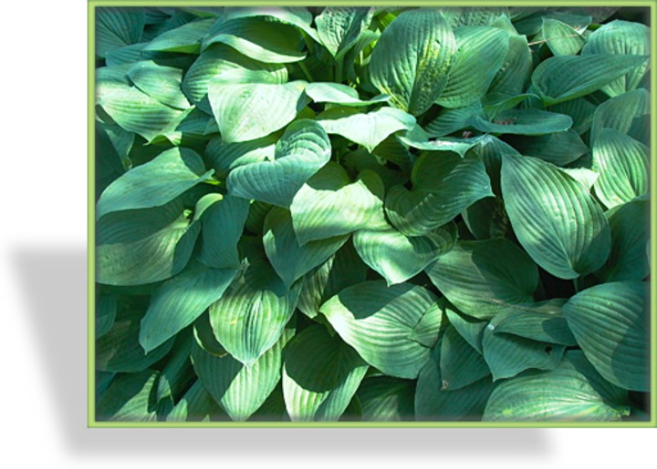 Funkie, Blaublattfunkie, Hosta sieboldiana