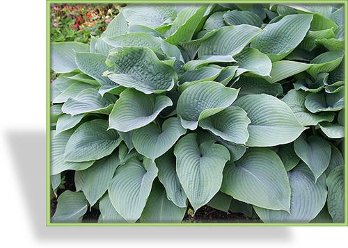 Funkie, Blaublattfunkie, Hosta sieboldiana 'Elegans'