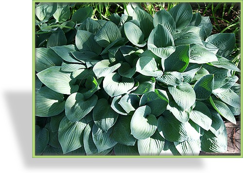 Funkie, Kleinblättrige Funkie, Hosta tardiana 'Halcyon'