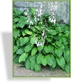Funkie, Schneefederfunkie, Hosta undulata 'Erromena'