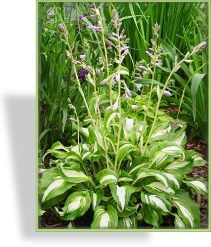 Funkie, Schneefederfunkie, Hosta undulata 'Mediovariegata'