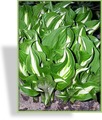 Funkie, Schneefederfunkie, Hosta undulata 'Univittata'