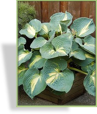 Funkie, Hosta hybride 'Dream Queen'