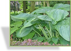 Funkie, Blaue Funkie, Hosta Hybride 'Empress Wu'