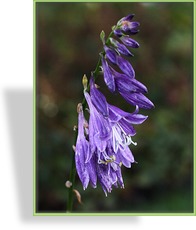 Funkie, Hosta hybride 'Stiletto'