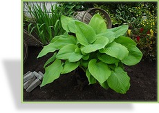 Funkie, Hosta hybride 'Sum and Substance'