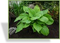 Funkie, Hosta hybride 'Sum and Substance'