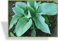 Funkie, Riesenfunkie, Hosta elata