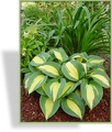 Funkie, Blaue Funkie, Hosta hybride 'Dream Weaver'
