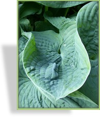 Funkie, Schalenblättrige Funkie, Hosta hybride 'Abiqua Drinking Gourd'