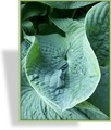 Funkie, Schalenblättrige Funkie, Hosta hybride 'Abiqua Drinking Gourd'