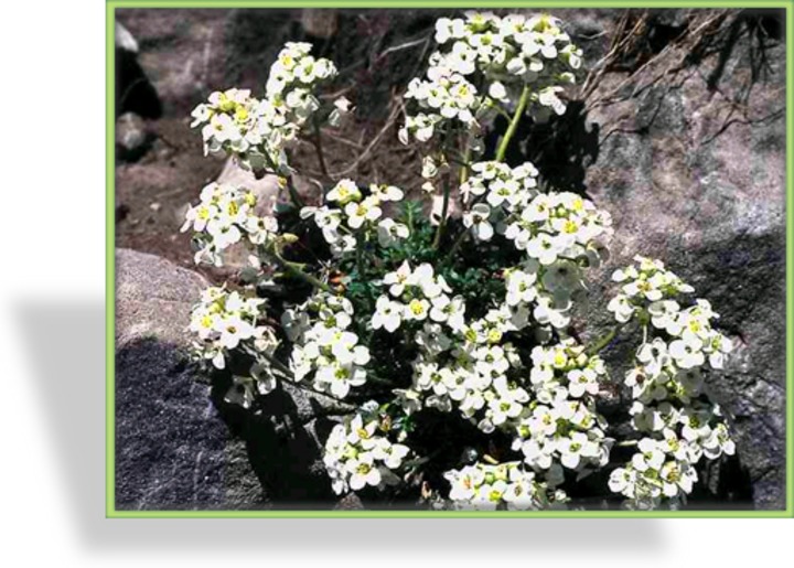 Alpen-Gämskresse, Hutchinsia alpina