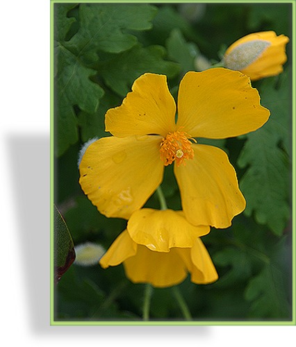 Japanischer Scheinmohn, Hylomecon japonicum