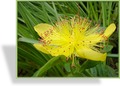 Johanniskraut, Hypericum calycinum