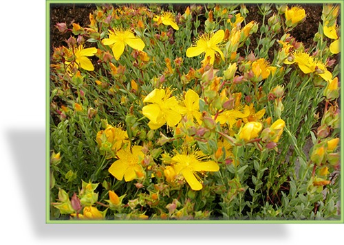 Johanniskraut, Hypericum polyphyllum 'Grandiflorum'