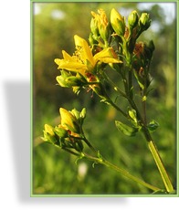 Johanniskraut, Hypericum tetrapterum
