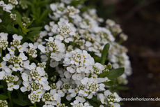 Schleifenblume, Iberis sempervirens 'Zwergschneeflocke'