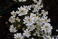 Schleifenblume, Iberis sempervirens 'Fischbeck'