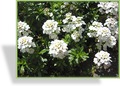 Schleifenblume, Iberis saxatilis