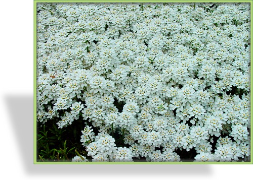 Schleifenblume, Iberis sempervirens 'Findel'