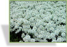 Schleifenblume, Iberis sempervirens 'Findel'