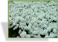 Schleifenblume, Iberis sempervirens 'Findel'