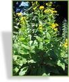 Alant, Echter Alant, Inula helenium