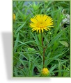 Alant, Zwergalant, Inula ensifolia