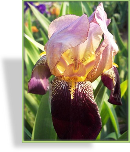 Schwertlilie, Iris barbata-elatior 'Ambassadeur'