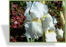 Schwertlilie, Iris barbata-elatior 'Boule de Neige'
