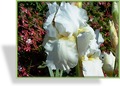 Schwertlilie, Iris barbata-elatior 'Boule de Neige'