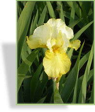 Schwertlilie, Iris barbata-elatior 'Echo de France'