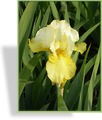 Schwertlilie, Iris barbata-elatior 'Echo de France'
