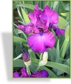 Schwertlilie, Iris barbata-elatior 'Gypsy Romance'