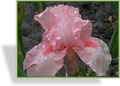 Schwertlilie, Iris barbata-elatior 'Schiaparelli'