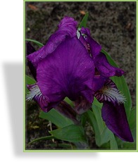 Zwergschwertlilie, Iris barbata-nana 'Cyanea'