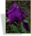 Zwergschwertlilie, Iris barbata-nana 'Cyanea'