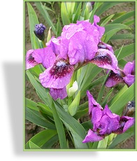 Zwergschwertlilie, Iris barbata-nana 'Magic Doc'