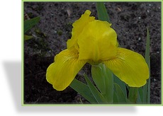 Zwergschwertlilie, Iris barbata-nana 'Path of Gold'