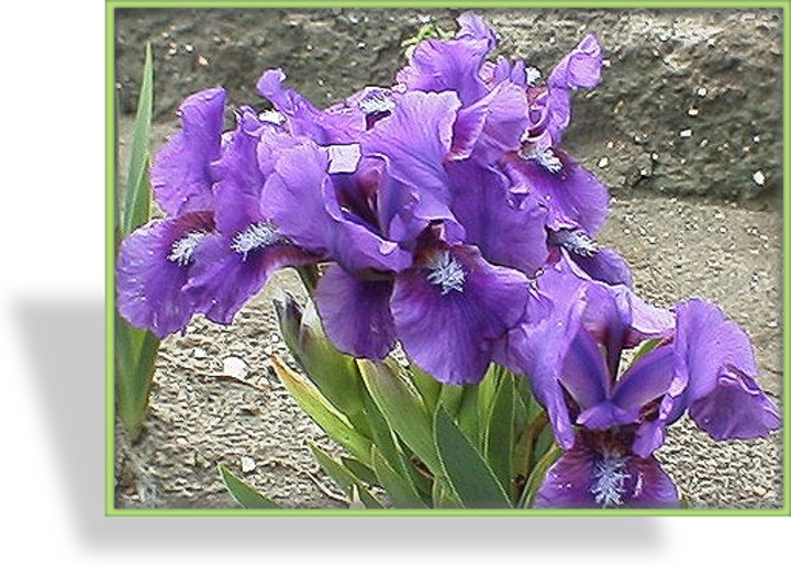 Zwergschwertlilie, Iris barbata-nana 'Banbury Ruffles'