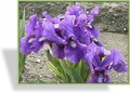 Zwergschwertlilie, Iris barbata-nana 'Banbury Ruffles'