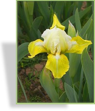 Zwergschwertlilie, Iris barbata-nana 'Blonde Carmen'