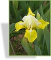 Zwergschwertlilie, Iris barbata-nana 'Blonde Carmen'