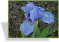 Zwergschwertlilie, Iris barbata-nana 'Blue Denim'