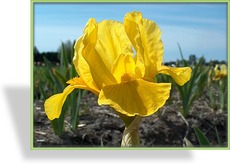Zwergschwertlilie, Iris barbata-nana 'Orange Caper'