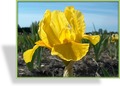 Zwergschwertlilie, Iris barbata-nana 'Orange Caper'